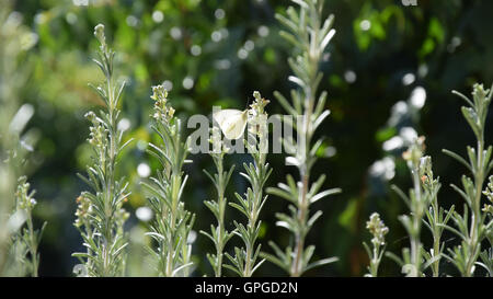 Elegante gelbe Schmetterling auf Rosmarin-Zweig. Stockfoto