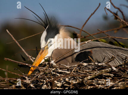 Great Blue Heron döst während der Inkubation geduldig seinen Eiern spät an einem windigen Nachmittag. Stockfoto