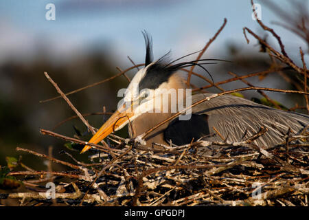 Ein Great Blue Heron döst am späten Nachmittag an einem windigen Tag während der Inkubation geduldig seinen Eiern. Stockfoto