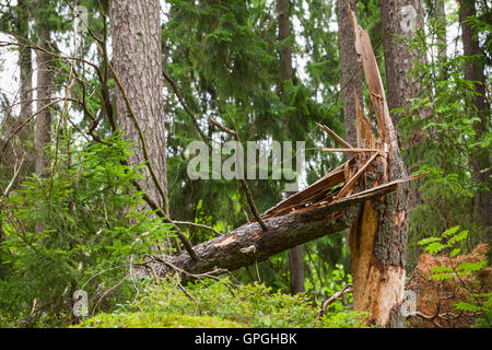 Gebrochene Fichte im Wald Stockfoto