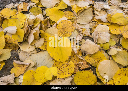 Gelbe Blätter am Boden verlegen. Stockfoto