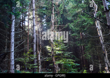 Sonne-Strahlen durch die Bäume ein Spätsommer-Vormittag im Wald. Stockfoto