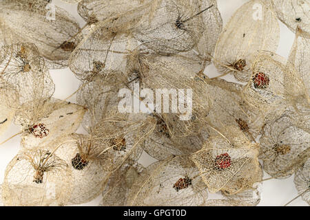 Detail der getrockneten Früchte des Kap-Stachelbeere Stockfoto