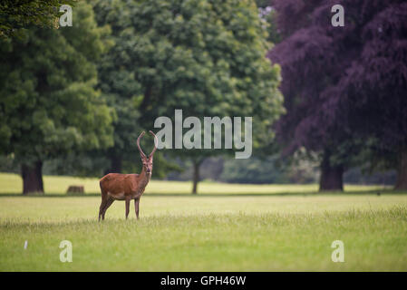 Red Deer Pricket Stockfoto