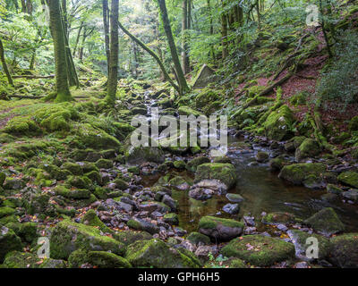 Flüsse und Wasserfälle auf Dartmoor in Devon Stockfoto