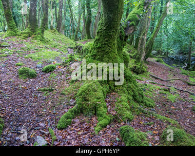 Moos bedeckt, Steinen und Baumwurzeln auf einem Waldboden in Dartmoor, Devon Stockfoto