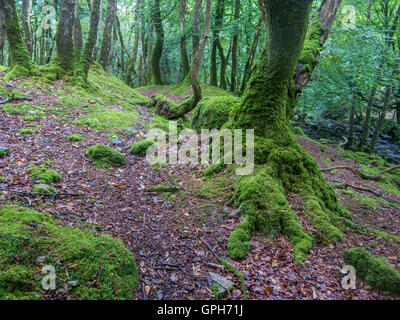 Moos bedeckt, Steinen und Baumwurzeln auf einem Waldboden in Dartmoor, Devon Stockfoto