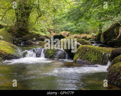 Flüsse und Wasserfälle auf Dartmoor in Devon Stockfoto