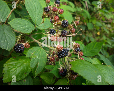 Brombeeren Reifen auf dem Lande Stockfoto
