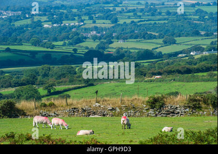 Landschaften in Dartmoor Stockfoto