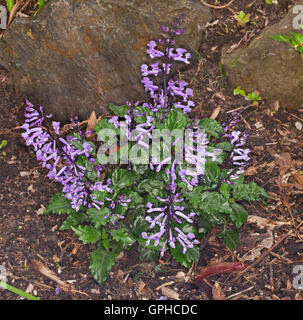 Cluster von Spikes von lila Blüten & tief grün faltig verlässt der Plectranthus Plepalila "Mona Lavendel", Ferienhaus Gartenpflanze Stockfoto