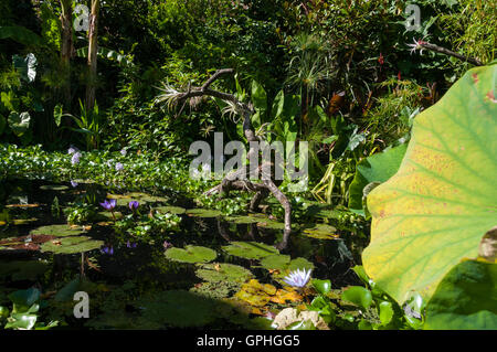 Der tropische Garten im Cotswold Wildlife Park, Oxfordshire, Vereinigtes Königreich Stockfoto