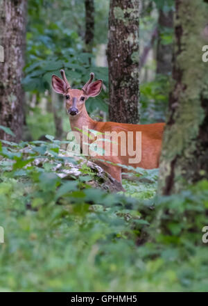 Young Buck In the Woods Strammstehen Stockfoto