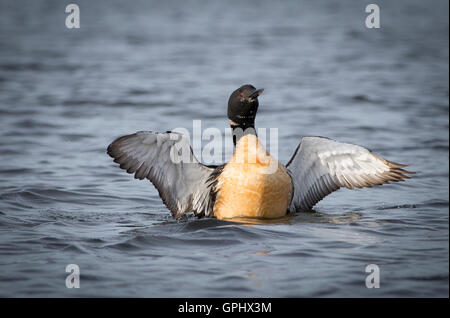 Ein Erwachsener Common Loon (Gavia Immer) startet zum Little Pine Lake in der Nähe von Aitkin, Minnesota, USA Stockfoto