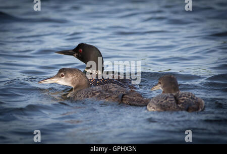 Ein Erwachsener Common Loon (Gavia Immer) schwimmt mit seinen jungen auf Little Pine Lake in der Nähe von Aitkin, Minnesota, USA Stockfoto