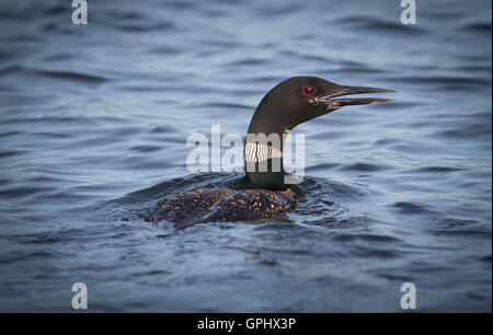 Ein Erwachsener Common Loon (Gavia Immer) schwimmt auf Little Pine Lake in der Nähe von Aitkin, Minnesota, USA Stockfoto