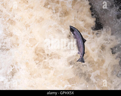 Eine entschlossene Atlantischen Lachs (Salmo salar) treibt es der Weg nach oben Rogie fällt in Schottland Stockfoto