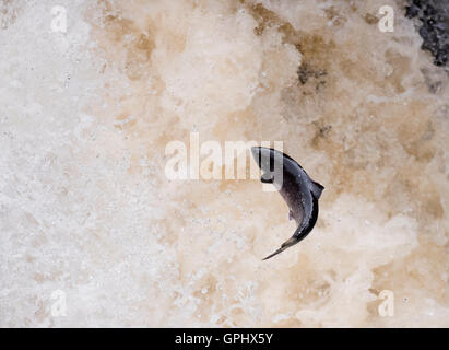 Eine entschlossene Atlantischen Lachs (Salmo salar) treibt es der Weg nach oben Rogie fällt in Schottland Stockfoto