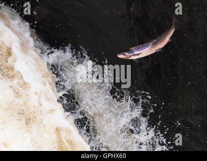 Eine entschlossene Atlantischen Lachs (Salmo salar) treibt es der Weg nach oben Rogie fällt in Schottland Stockfoto