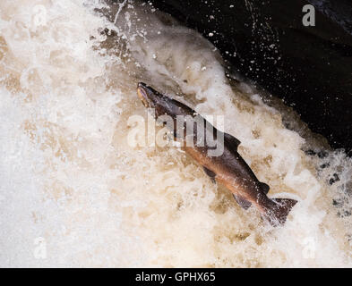 Eine entschlossene Atlantischen Lachs (Salmo salar) treibt es der Weg nach oben Rogie fällt in Schottland Stockfoto