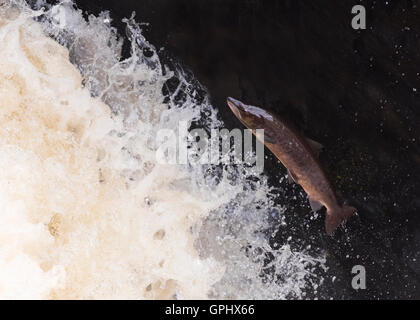 Eine entschlossene Atlantischen Lachs (Salmo salar) treibt es der Weg nach oben Rogie fällt in Schottland Stockfoto