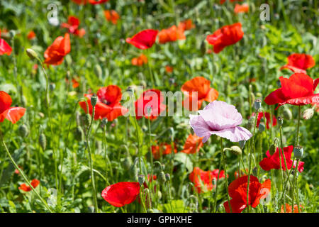 In Flanders Fields, voller roter Mohn, das Symbol des ersten Weltkrieges und das Gedicht von John McRae, kanadischer Dichter, Arzt und Soldat. Stockfoto