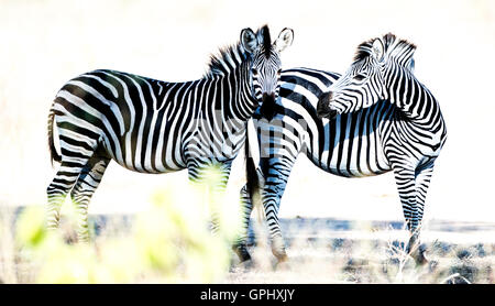 Zwei Zebra stehend in der Mittagssonne, fotografiert in Mana Pools Nationalpark, Simbabwe Stockfoto