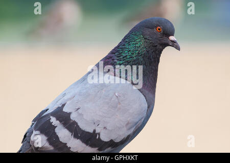 Ein Porträt einer Taube mit schönen Hechel Federn. Stockfoto