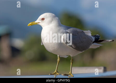 Gemeinsamen Möve, Larus Canus, sitzt auf der Schiene Stockfoto