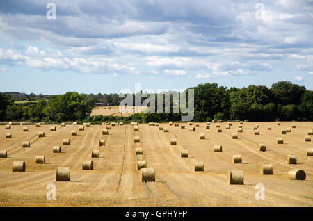 Gerollte Strohballen in einem abgeernteten Kornfeld auf der schwedischen Insel Öland Stockfoto