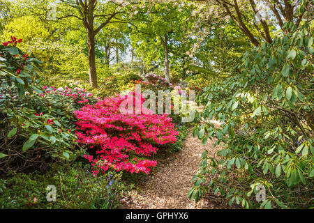 Hübschen Pfad, gesäumt von roten Azaleen und Rhododendren, RHS Gärten in Wisley, Surrey, UK im Frühling Stockfoto