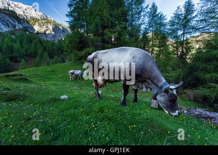 Alpine Kuh grasen in der Wiese auf den Pisten der Dolomiten in Südtirol, Italien Stockfoto