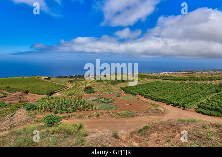 Weinprobe auf dem Weingut Bodegas Monje. Besuchen Sie eines der renommiertesten Weingüter in Teneriffa Stockfoto