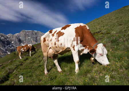 Alpine Kuh grasen in der Wiese auf den Pisten der Dolomiten in Südtirol, Italien Stockfoto