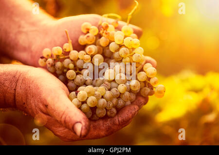 Harvest.Farmers Hände mit frisch geernteten Trauben in den sonnigen Weinbergen Stockfoto