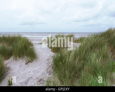 Grasbewachsene Dünen auf Ameland Stockfoto