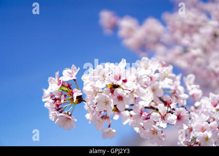 Schönen Kirschblüten unter blauem Himmel, Japan Stockfoto