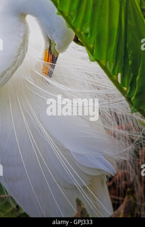 Ein intimer Blick auf ein Silberreiher Reinigung seiner schönen Aigrettes an seinem Nest durch ein Tuch der grünen Farnen. Stockfoto