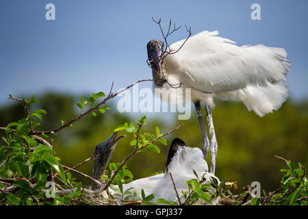 Ein Holz-Storch bringt einen Zweig sein Weibchen im Nest sitzen seine Struktur hinzu. Dies ist ein fortlaufender Prozess durch Züchtung. Stockfoto