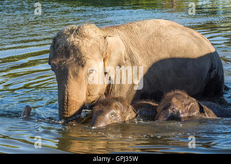 Elepant Mutter, ihr Baby und ein weiteres Babyschwimmen am lokalen Teich an African Lion Safari in Cambridge, Ontario. Stockfoto