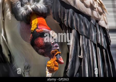 Eine Nahaufnahme von einem König Geier e nach der Greifvogel-show bei African Lion Safari in Cambridge, Ontario. Stockfoto