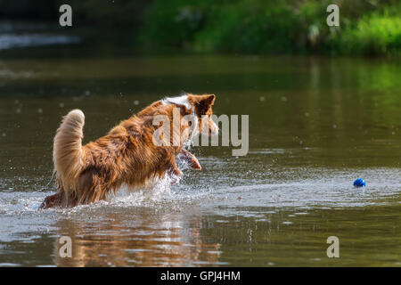 Australian Shepherd Hund im Wasser springen Stockfoto
