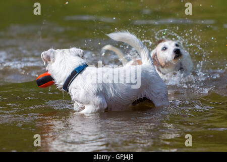 zwei Parson Russell Terrier spielen in einem Fluss Stockfoto