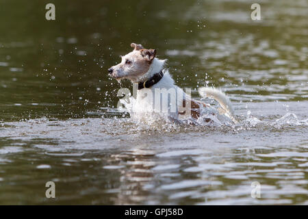 Parson Russell Terrier läuft im Wasser Stockfoto