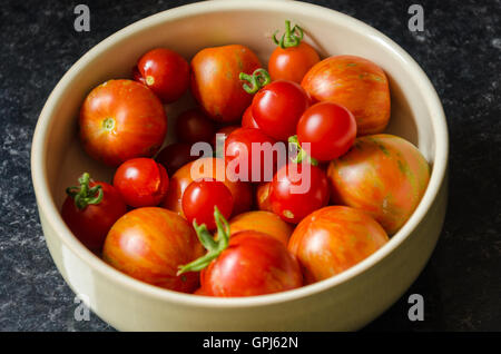 Eine Schüssel mit frisch gepflückten, selbst angebaute Tomaten. Stockfoto