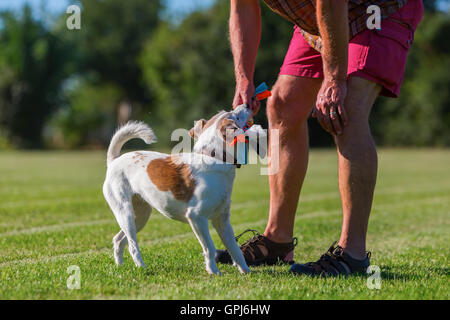 Mann spielt mit seinem Parson-Russell-Terrier auf der Wiese Stockfoto