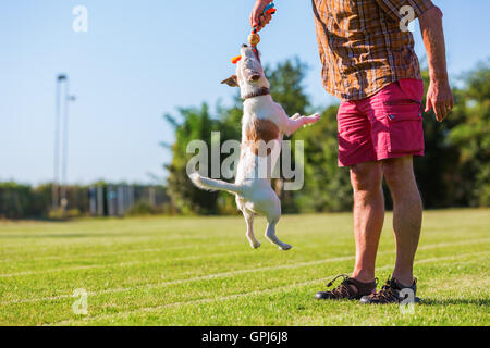 Mann spielt mit seinem Parson-Russell-Terrier auf der Wiese Stockfoto