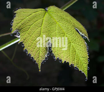 Weinblatt morgens vom Tau tropft Stockfoto