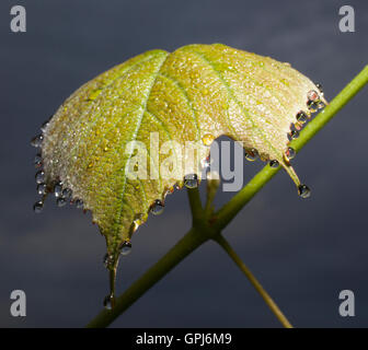 Große Tropfen Tau am Morgen von einem Weinblatt hängen Stockfoto