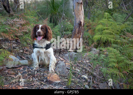 Wilde Tiere-Erkennung Hund Bolt Stockfoto